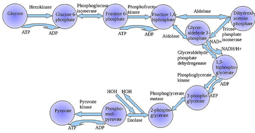 atp net glycogen glycolysis Tekks en.wikipedia at [CC SA BY (www.creativecommons.org/licenses 3.0