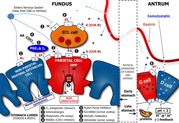 By Adam L. VanWert, Pharm.D., Ph.D. (Own work) [CC-BY-3.0 (http 