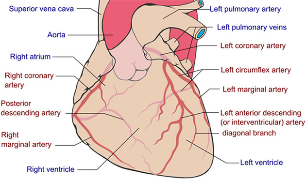 Angina Pectoris Without Any Risk Factors For Cvd